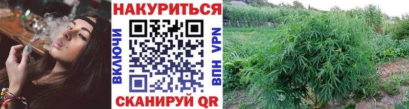 Каннабис индика  Олонец 